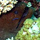 Nebezpeční živočichové Rudého moře: Murény