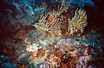 Zátiší s korály