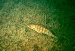 Attersee (Unterwasserwald Kammer) - Stůj nebo se mi rozmažeš! Poslušná.