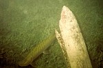 Attersee (Unterwasserwald Kammer) - Poslední ponor a hle, krásně zaparkovaná štika. A mám ji.