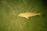 Attersee (Unterwasserwald Kammer) - Je dobré mít s sebou osvětlovače. Díky kamaráde.