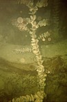 Attersee (Unterwasserwald Kammer) - Kousek od domečku krásné rostlinky