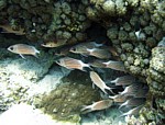 Pruhatec královský
Scubadiving.cz