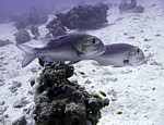 Cejnovka velkooká
Scubadiving.cz