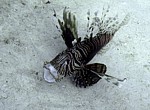 Perutýn žoldnéř
Scubadiving.cz
