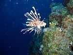 Perutýn žoldnéř
Scubadiving.cz