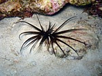 Perutýn žoldnéř
Scubadiving.cz