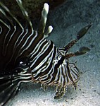 Perutýn žoldnéř
Scubadiving.cz