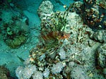 Perutýn žoldnéř
Scubadiving.cz