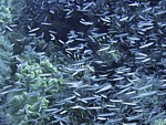 Perutýn žoldnéř
Scubadiving.cz