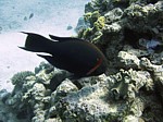 Ploskozubec tmavý
Scubadiving.cz