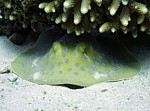Trnucha modroskvrnná
Scubadiving.cz
