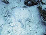 Parejnok levhartí
Scubadiving.cz