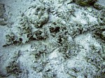 Zploštěnec (Ropušnice krokodýlovitá)
Scubadiving.cz