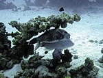 Čtverzubec obrovský
Scubadiving.cz