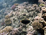 Bodlok vláknoploutvý
Scubadiving.cz