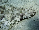 Zploštěnec (Ropušnice krokodýlovitá)
Scubadiving.cz