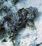 Ropušnice vousatá
Scubadiving.cz