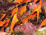 Bradáč šupinoploutvý
Scubadiving.cz