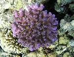 Pórovník Pocillopora verrucosa