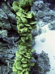 Dendrofyla salátová