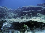 Větevník Acropora cytherea