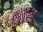 Pórovník Pocillopora verrucosa
Scubadiving.cz