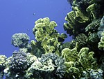 Žahavka Millepora complanata
Scubadiving.cz