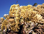 Žahavka Millepora complanata