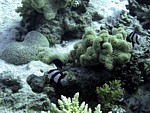 Komorník běloocasý
Scubadiving.cz