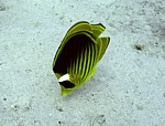 Klipka mývalí
Scubadiving.cz