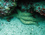 Hvězdice obrovská
Scubadiving.cz