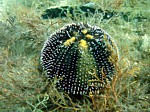 Ježovka obecná
Scubadiving.cz