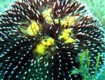 Ježovka obecná
Scubadiving.cz