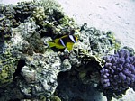 Klaun klínopruhý
Scubadiving.cz