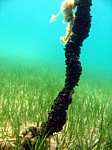 Slávka jedlá
Scubadiving.cz