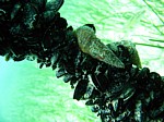 Slávka jedlá
Scubadiving.cz