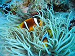 Klaun klínopruhý
Scubadiving.cz