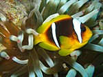 Klaun klínopruhý
Scubadiving.cz