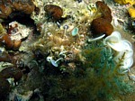 Acetabularia acetabulum
Scubadiving.cz