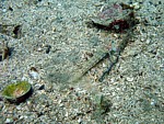 Hlaváč štíhlý
Scubadiving.cz