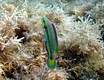 Pyskoun okatý
Scubadiving.cz