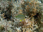 Mořan světloploutvý
Scubadiving.cz