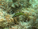 Pyskoun okatý
Scubadiving.cz