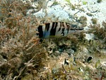 Kanic písmenkový
Scubadiving.cz