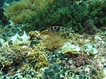 Kanic písmenkový
Scubadiving.cz