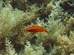Pyskoun okatý
Scubadiving.cz