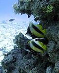 Klipka prostřední
Scubadiving.cz