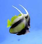 Klipka prostřední
Scubadiving.cz