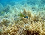 Pyskoun duhový
Scubadiving.cz